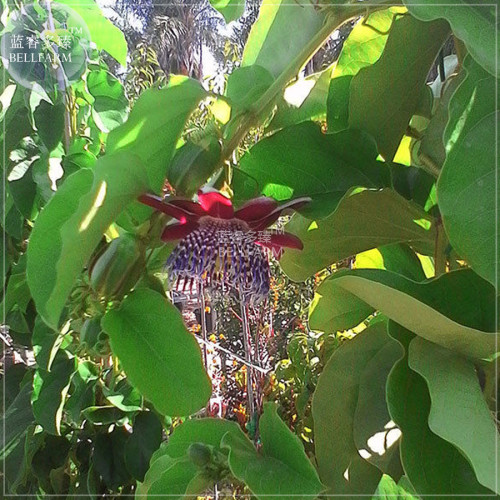 BELLFARM Passiflora Alata Winged-stem Passion Flower Seeds, 30 seeds, professional pack, fragrant grenadilla red flowers BD171H
