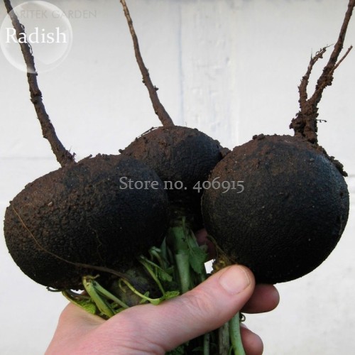 Heirloom Rare Black Small Fruit Radish with White meat, 100 seeds, delicious healthy edible turnip vegetables E3593