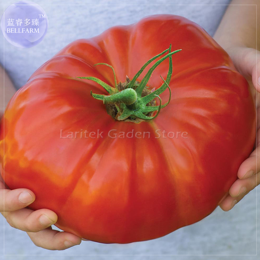 US$ 0.73 - 'Gigantomo' Tomato Seeds, 100 Seeds, Professional Pack