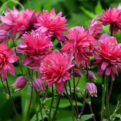 Rare Beautiful Mixed Garden Columbine Aquilegia Pink Bi-color Black White Purple Flowers, 50 Seeds, very beautiful E3690