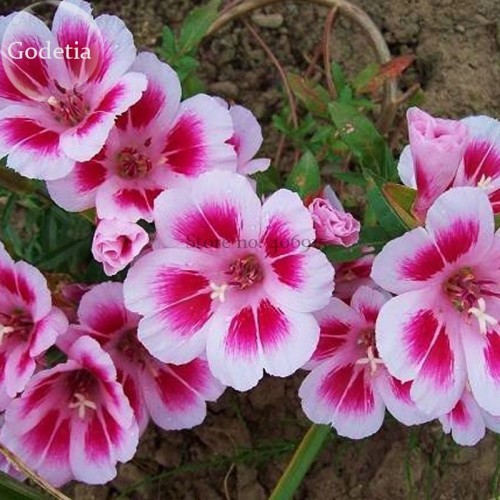 Mixed Godetia Monarch Clarkia Amoena Flowers, 50 Seeds, Garden Bonsai Godetia Grandiflora E3734