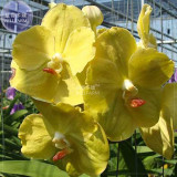 BELLFARM Orchid Rare Bonsai Mixed Perennial Flower Seeds, 100 seeds, professional pack, heirloom orchid open-pollinated plants