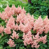 BELLFARM Pink Astilbe Chinensis Flower Seeds, 100 seeds, Chinese astilbe shrubs home garden balcony potted plant BD185H