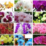 Rare Mixed Colorful Phalaenopsis Amabilis Butterfly Orchid, 100 seeds, fragrant attract butterflies light up your garden E3692