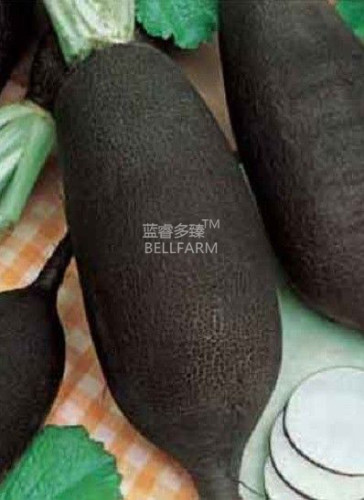 BELLFARM Radish Black Spanish Long Vegetable Seeds, 150 seeds, professional pack, organic vegetables