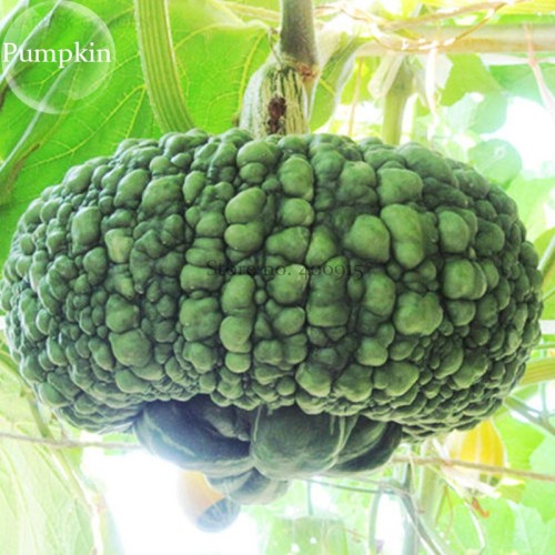 Archaizing Antique Pumpkin, 4 seeds, ornamental edible vegetables E3814