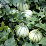 BELLFARM Small Heirloom True French Charentais Gourmet Melon Cucumis Melo Seeds, Professional Pack, 20 Seeds / Pack, Tasty Melon