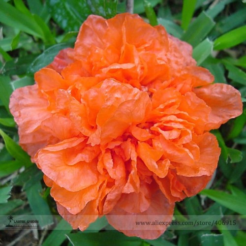 Heirloom Light Red Punica Pomegranate Flower Seeds (No Bear Fruit), Professional Pack, 20 Seeds / Pack, Light Fragrant Flowers
