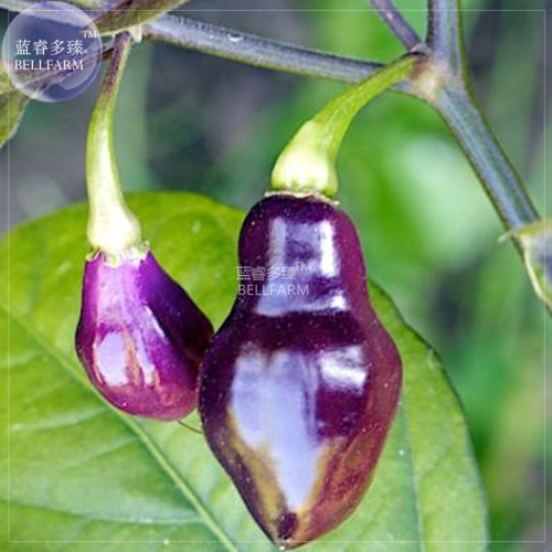 BELLFARM Chilli Cabaca Roxa Edible Ornamental Plant Seeds, 15 seeds, professional pack, extraordinary pretty rare pepper BD258H