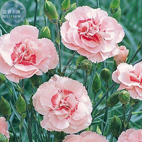 BELLFARM Dianthus Mixed Pinks Perennal Flower Seeds, 100 seeds, heirloom double petals for home garden bonsai plants BD165H