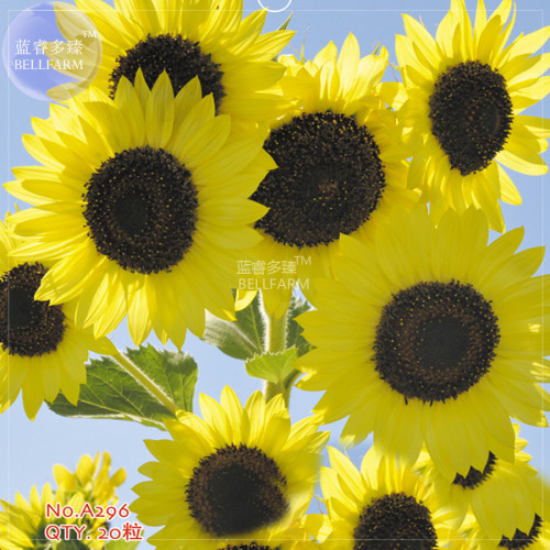 BELLFARM Lemon Yellow Sunflower Seeds, 20 seeds, original pack, annual univalved many-headed ornamrntal garden flowers bonsai