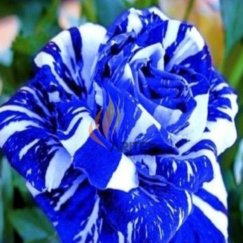 1 Professional pack, 380 seeds / pack,  BLUE STRIPE ROSE RARE ROSE ROSE BUSH BLUE WHITE DRAGON