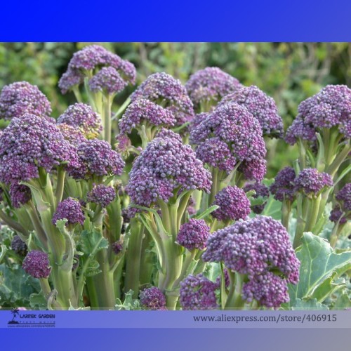 English Purple Sprouting Broccoli Early Brassica Oleracea Seeds, Professional Pack, 50 Seeds / Pack, Healthy Chinese Vegetables
