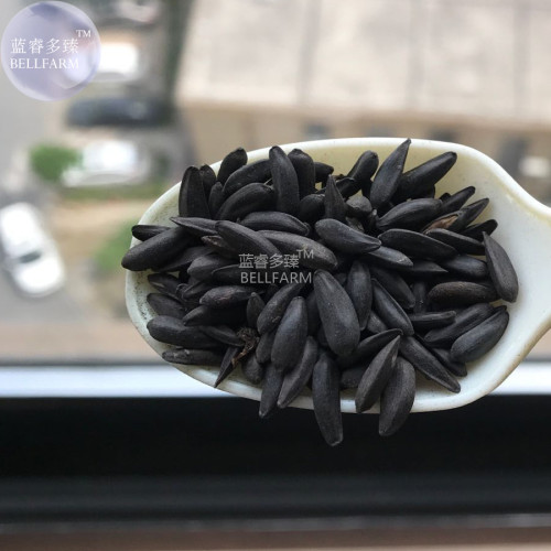 BELLFARM Short-stemed Bonsai Sunflowers many headed flowers seeds, 15 seeds, 38cm tall ornamental all seasons planting flowers