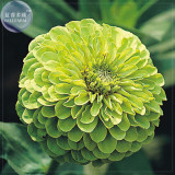 BELLFARM Green Zinnias 'Envy' Seeds, 20 seeds, Original pack, zinnia elegans double and semi-double blooms BD111H
