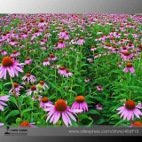 'May Jay' Red Purple Coneflower Echinacea purpurea Flower Seeds, Professional Pack, 100 Seeds / Pack, SOW MAY - SEPT