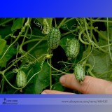 BELLFARM Heirloom Mouse Melon Sandiita Cucamelon Melothria Scabra Seed Tasty Juicy Interesting