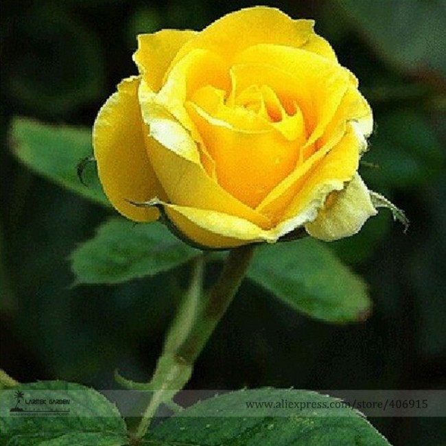 Heirloom Yunnan Yellow Rose Flower Perennial Shrub Plant Seeds, Professional Pack, 50 Seeds / Pack, Light Fragrant Garden Flower