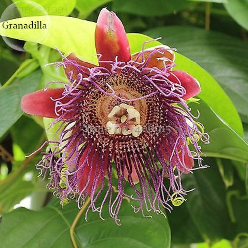 Rare 'wind' Granadilla Passion Fruit Perennial Climbing Flower, 20 Seeds, ornamental healthy flowers E3715