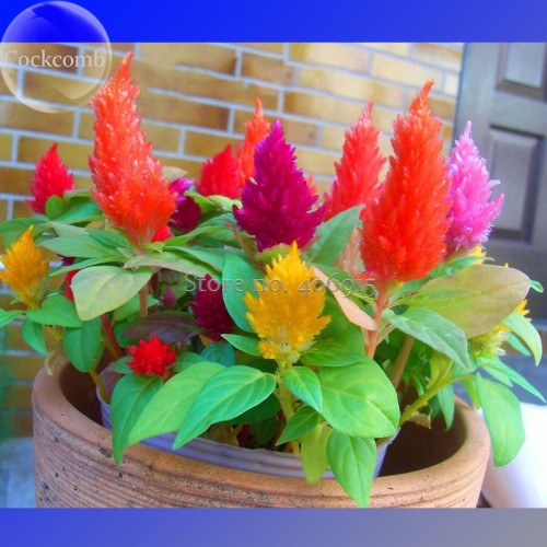 Dwarf Plumed Cockscomb Mixed Seeds, 200 Seeds, celosia plumosa nana flowers bonsai E3573