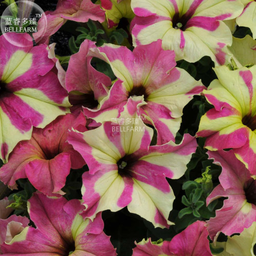 BELLFARM Petunia Sophistica Lime Bicolor Flower Seeds, 200 seeds, big blooms large grandiflora flowers