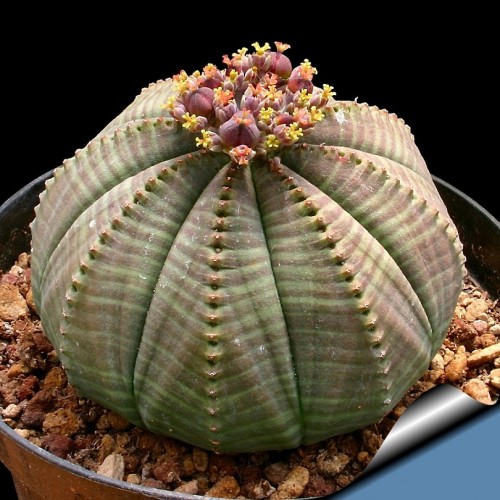 Euphorbia obesa Basketball Sea Urchin Seeds, Professional Pack, 2 Seeds, Living Baseball Golf ball succulent plant E3988