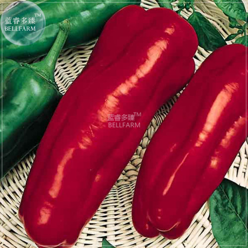 BELLFARM Giant Pepper Seeds Giant Marconi Hybrid Sweet Pepper, DIY Home Garden Vegetable Plant NF881