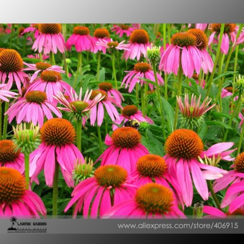 'May Jay' Red Purple Coneflower Echinacea purpurea Flower Seeds, Professional Pack, 100 Seeds / Pack, SOW MAY - SEPT