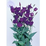 100% Genuine Eustoma Grandiflorum Flowers, Professional Pack, 10 seeds, bonsai mixed perennial flower seeds E4044
