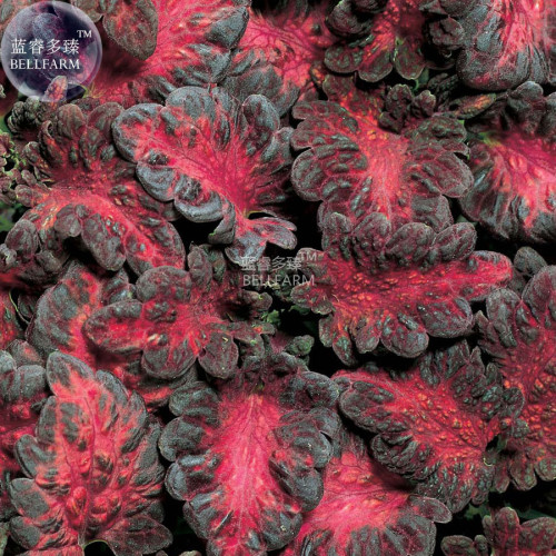 BELLFARM Black Dragon Coleus Flower Seeds, 60 seeds, professional pack, beautiful ecstatic planting flowers bonsai herbs flowers