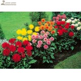 DAHLIA CACTUS MIX - Dahlia Pinnata Variabilis - 80 SEEDS