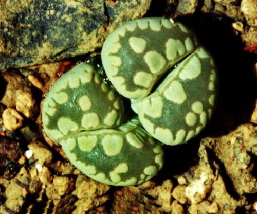 Lithops otzeniana acf. 'Aquamarine' Living Stone Seeds, Professional Pack, 10 Seeds, green succulent with white flowers TS277T