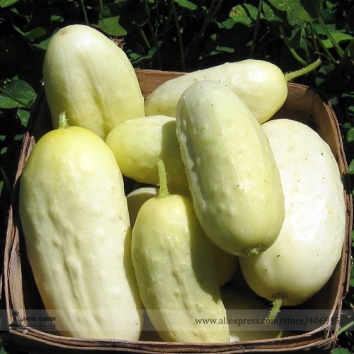 Miniature Sweet White Cucumber Cucumis Sativus Seeds, Professional Pack, 10 Seeds / Pack, Rare Tasty Fragrant E3322