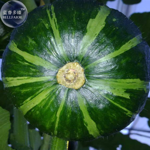 BELLFARM Small Sand Sweet Pumpkin Seeds, 6 seeds, Original pack, cucurbita Linn organic garden vegetables B117
