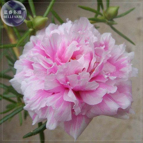 BELLFARM Portulaca grandiflora Rose Pink Sunflower Seeds, 200 Seeds, Original Pack, double big blooms bonsai flowers BD075H