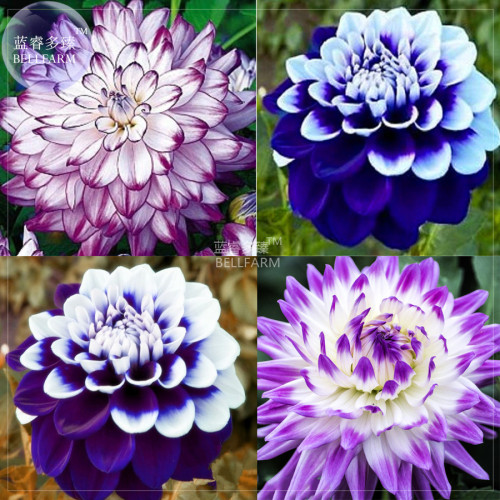 BELLFARM Dahlia Mixed Seeds, 50 seeds, professional pack, perennial dahlias for DIY home garden rare flowers