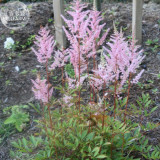 BELLFARM Pink Astilbe Chinensis Flower Seeds, 100 seeds, Chinese astilbe shrubs home garden balcony potted plant BD185H