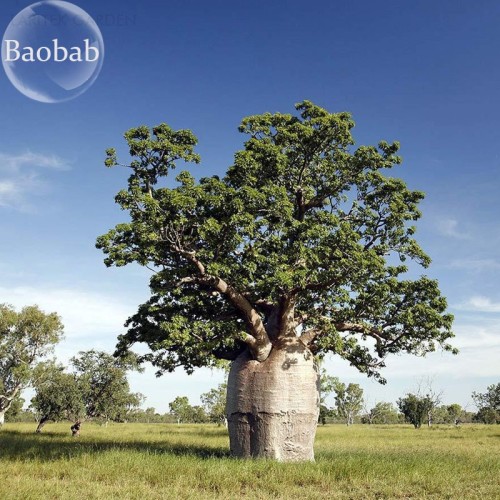 Adansonia Gregorii Baobab, 2 seeds, giant succulent tree E3744