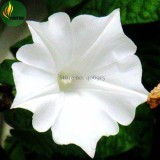 Imported Purely White Morning Glory Seeds, 10 Seeds, very beautiful annual flowers E3523