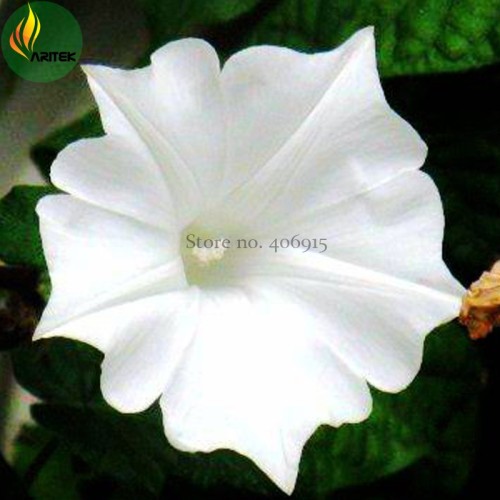 Imported Purely White Morning Glory Seeds, 10 Seeds, very beautiful annual flowers E3523