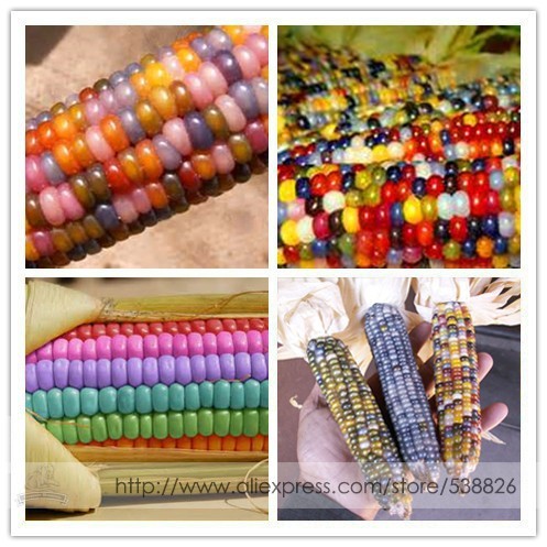 Rare Heirloom Sweet Rainbow Corn Hybrid Seeds, Professional Pack, 20 Seeds / Pack, Colorful Vegetable Corn Grain Cereals #NF946