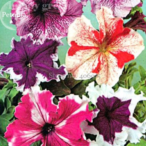 Rare Colorful Wrinkleds, attracting butterfly balcony planting E3597