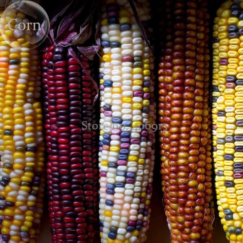 Heirloom Colorful Hybrid Corn, 20 Seeds, edible non-gmo vegetables E3571