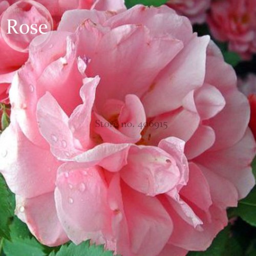 'Qiao San' Big Pink Turbine-like Climbing Rose Plant, 50 seeds, climber gardening E3939