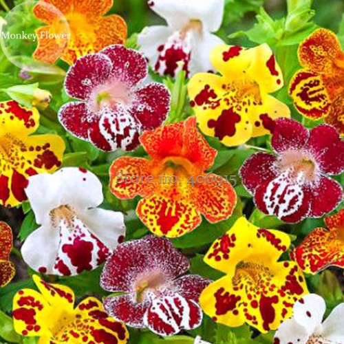 Rare Beautiful Colorful Monkey Face Flowers, 30 mixed Seeds, attract butterflies light up your garden E3699