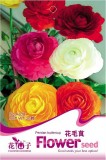 1 Original Pack, 20 Seeds / Pack, Ranunculus Seed Ranunculus Asiaticus Flowers Seeds Hot Home Garden Plant #A078