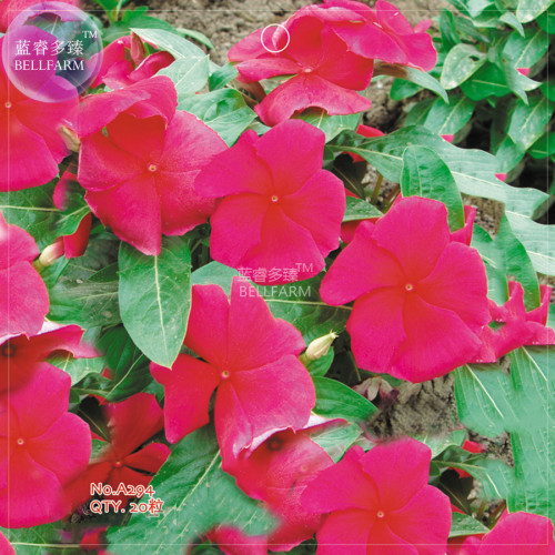 BELLFARM Red Periwinkle Catharanthus roseus Perennial Herb Flowers Seeds, 20 Seeds, original pack, full seasons blooms A294