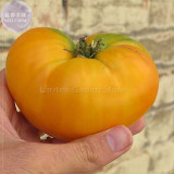 Brandywine Yellow Big Zac Tomato Seeds, 100 Seeds, Professional Pack, imported heirloom vegetables edible E4080