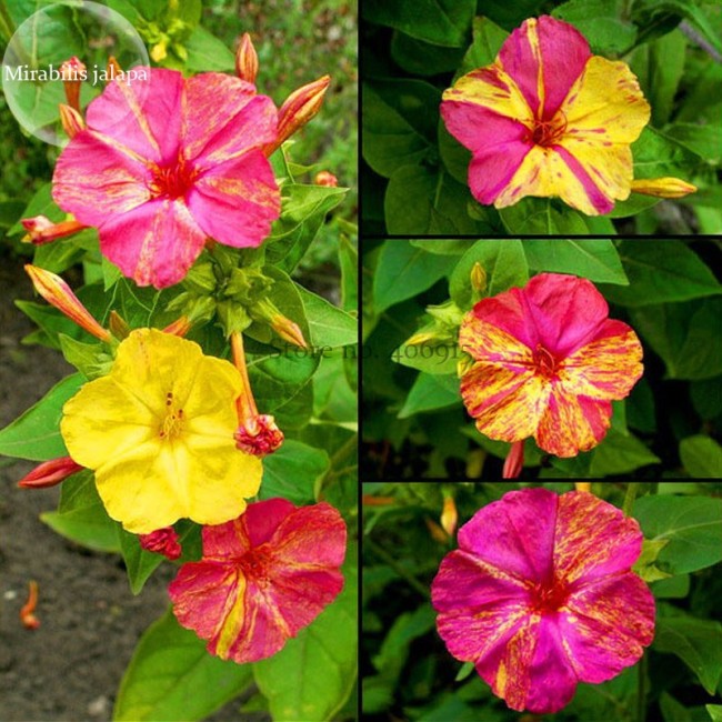 E3755 Heirloom Mix Four O'clock Marvel of Peru Flowers, 20 seeds, mirabilis jalapa ornamental flowers E3755