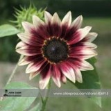 'Cherry Rose Hybrid' Dark Red Ornamental Sunflower Seeds, Professional Pack, 20 Seeds / Pack, Very Rare Flowers